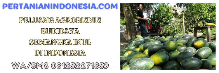 peluang,bisnis,agrobisnis,semangka inul,indonesia
